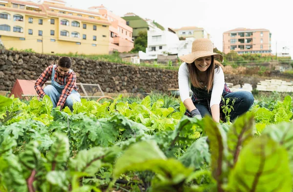 Agricultoras Maduras Que Trabalham Campo Colhendo Alface Conceito Estilo Vida — Fotografia de Stock