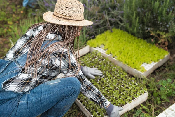 野菜の庭で苗を準備するアフロ農家の女性 農家の人々のライフスタイルの概念 — ストック写真