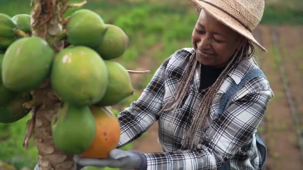 Senior Agricoltore Africano Che Lavora Campagna Raccogliendo Frutti Papaia Biologici — Video Stock