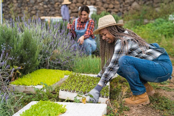 Agricultoras Maduras Preparando Mudas Horta Conceito Estilo Vida Pessoas Fazenda — Fotografia de Stock