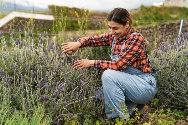 Fazendeiro Latino Feliz Trabalhando Jardim Cortando Flor Lavanda Conceito Estilo — Fotografia de Stock