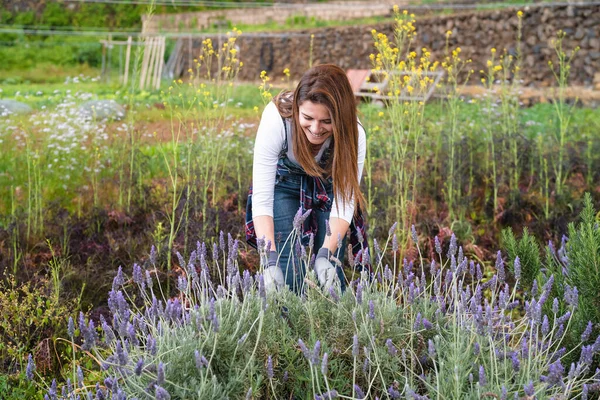 Fazendeiro Latino Feliz Trabalhando Jardim Cortando Flor Lavanda Conceito Estilo — Fotografia de Stock