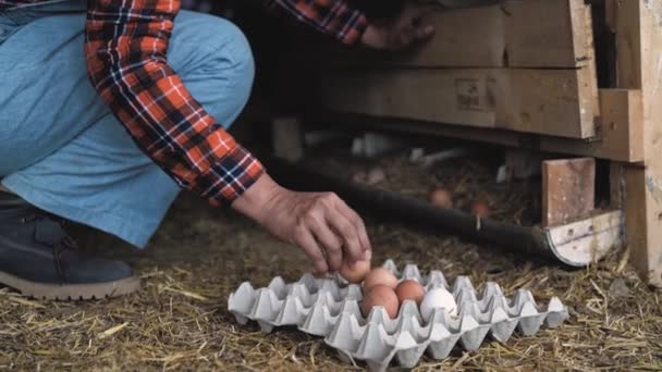Agricoltrice Raccogliendo Uova Fresche Nel Pollaio Concetto Stile Vita Degli — Video Stock