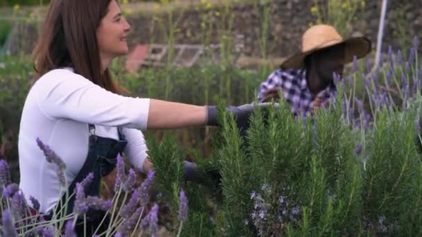Heureux Agriculteurs Travaillant Dans Jardin Ramassage Fleurs Lavande Concept Style — Video