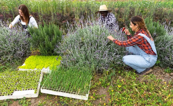 Agricultores Multirraciais Felizes Trabalhando Jardim Pegando Flor Lavanda Conceito Estilo — Fotografia de Stock