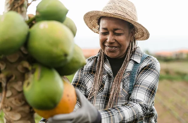 Agricultor Africano Senior Que Trabaja Campo Cosechando Frutas Tropicales Papaya —  Fotos de Stock
