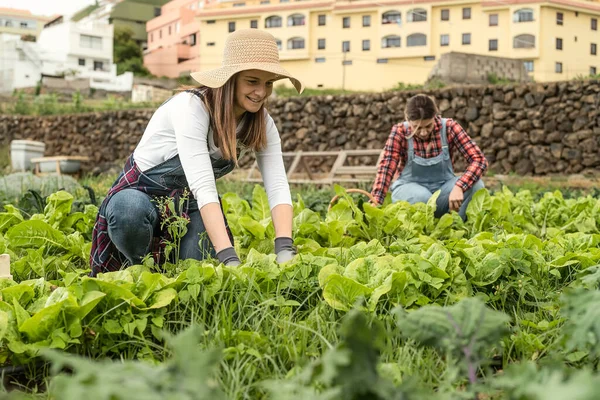 Petani Perempuan Dewasa Yang Bekerja Pedesaan Memanen Selada Konsep Gaya — Stok Foto