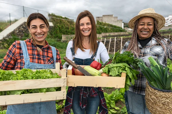 Agricultoras Multiraciales Que Trabajan Campo Cosechando Verduras Frescas Concepto Estilo —  Fotos de Stock