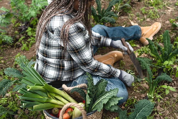 Agricultora Afro Que Trabalha Terras Agrícolas Colhendo Legumes Frescos Conceito — Fotografia de Stock