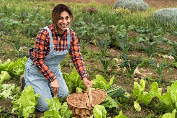 Agricultora Latina Cosechando Lechuga Verduras Del Jardín Concepto Estilo Vida —  Fotos de Stock