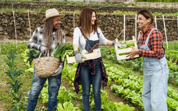 Agricultoras Multirraciais Que Trabalham Campo Colhendo Vegetais Frescos Conceito Estilo — Fotografia de Stock