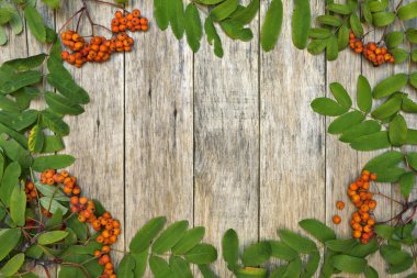 Vintage tarzı çerçeve üvez meyveleri (sorbus aucuparia) ham ahşap zemin ile.