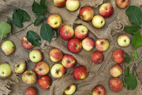 赤い熟したリンゴや黄麻布の背景に緑の葉のある静物. — ストック写真