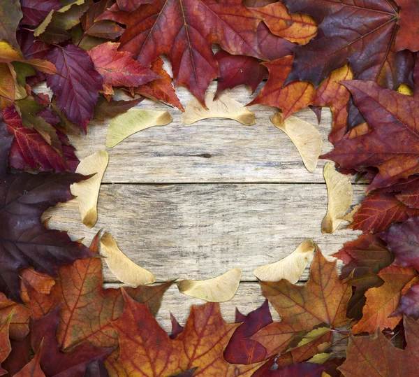 Beautiful colorful square background with red leaves and sycamore wings on old wooden board. — Stock Photo, Image