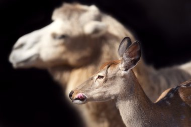 Fanny portre portre geyik dil ve siyah ba deveye