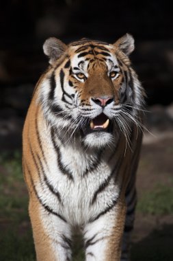 Closeup bright sunny portrait of a dreadful Siberian tiger. clipart