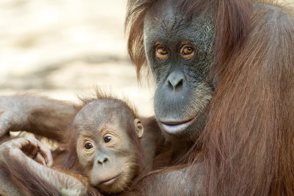 Orangutan anne çocuğunu ile. — Stok fotoğraf
