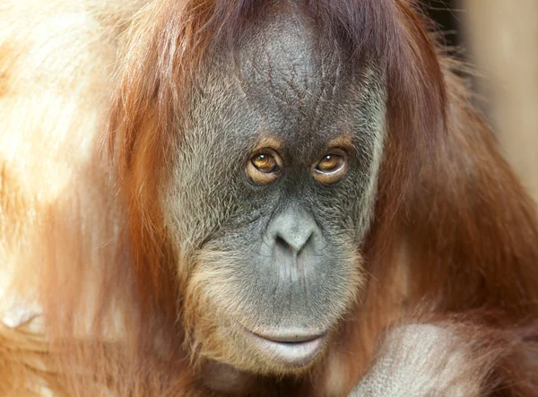 Nahaufnahme Porträt eines Orang-Utan-Weibchens. — Stockfoto