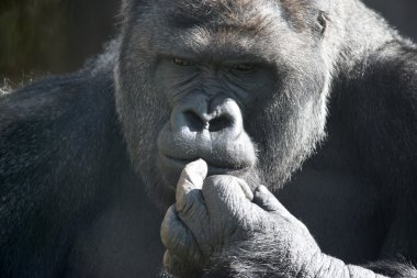 Thoughtful expression of a gorilla male, silverback. clipart