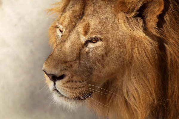 Крупный план яркий солнечный портрет молодого азиатского льва . — стоковое фото