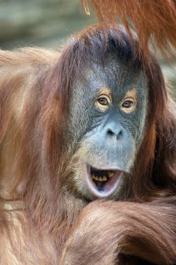 Genç orangutan ile kadın portresi closeup açık deri pantolon.