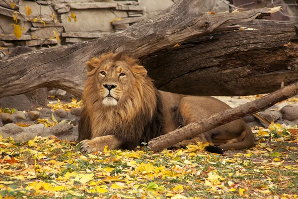 A full length portrait of a young Asian lion, lying on autumn ba — Stock Photo, Image
