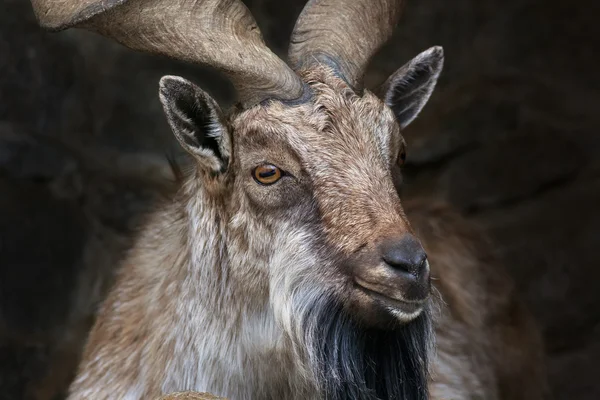 Closeup portrait of a markhor male. — Stock Photo, Image