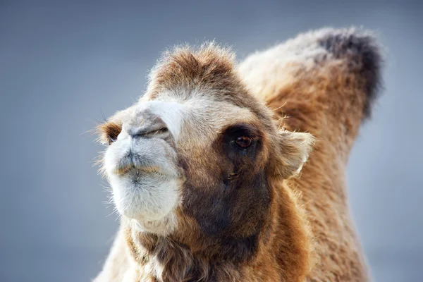 Nahaufnahme Porträt eines Kamelweibchens auf blauem Himmelshintergrund. Stockbild