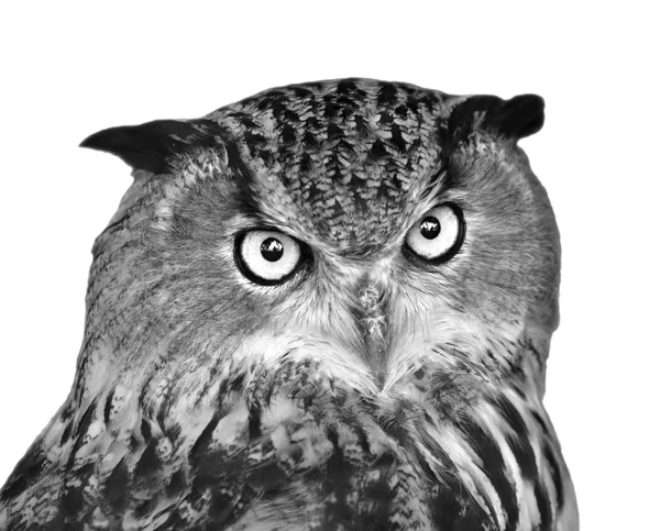 Black and white isolated portrait of a screech owl. — Stock Photo, Image