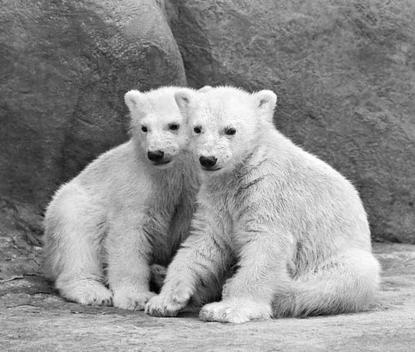 Broederschap van ijsbeer cubs. — Stockfoto