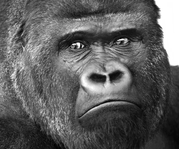 Retrato de primer plano en blanco y negro de un gorila macho, espalda plateada severa . Imagen de stock