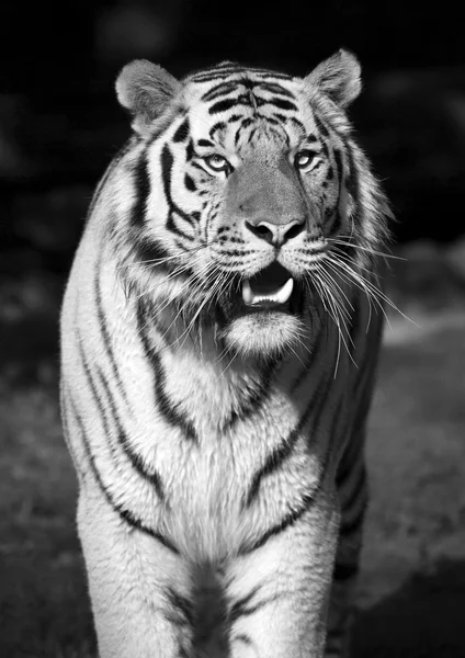 Stare av en svår Sibirisk Tiger, svartvita porträtt. Stockfoto