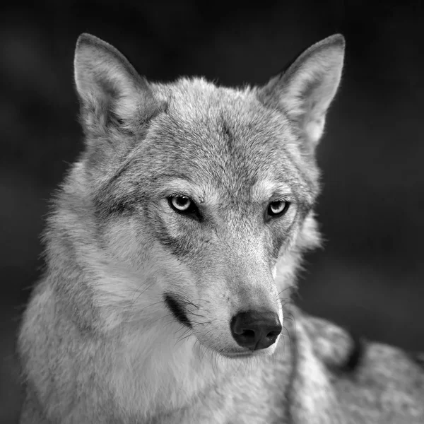 Retrato de cerca en blanco y negro de una mujer lobo gris . Imágenes de stock libres de derechos