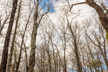 Ormanda. Orman Nemi, İtalya