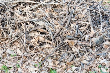 Kuru dallar ve yapraklar doku