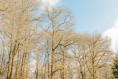 Orman ağaçları ile ufuk arka plan