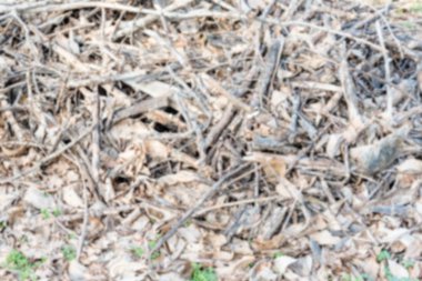 Kuru dallar ve yapraklar ufuk arka plan