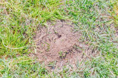Karınca yuvası portre. Güneşli bir günde bir park'ın bahçesinde fotoğrafı