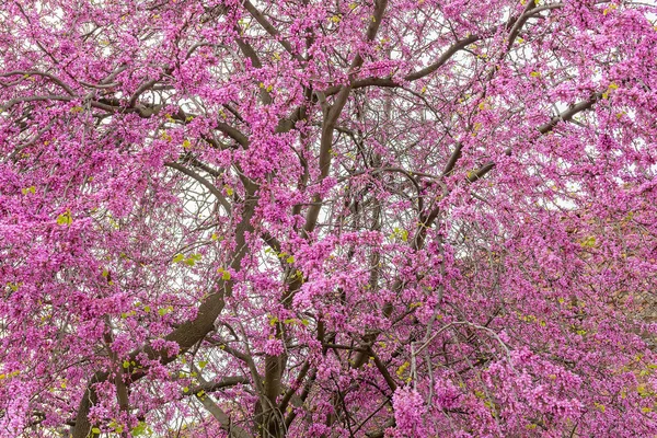 Beautiful purple cherry tree in spring — Stock Photo, Image