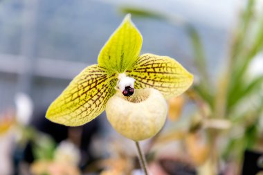 Güzel sarı phalaenopsis orkide