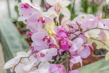 Güzel pembe phalaenopsis orkide 