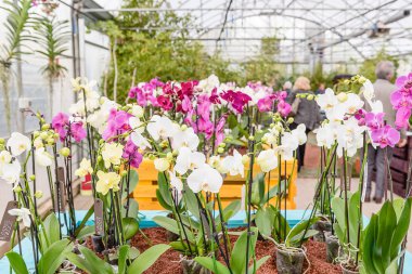 Phalaenopsis Orkide güzel renkli karışımı