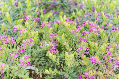 Yeşil ve Mor çiçekli çalılar