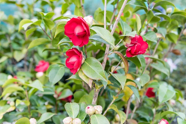 温室の中の美しい赤い椿の花 — ストック写真