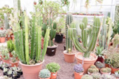 Bir sera içinde sulu bitkilerin ufuk arka plan