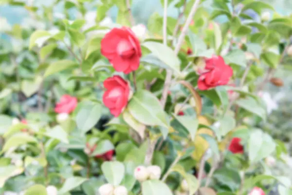 内部の美しい赤い椿の花の背景をデフォーカス、 — ストック写真