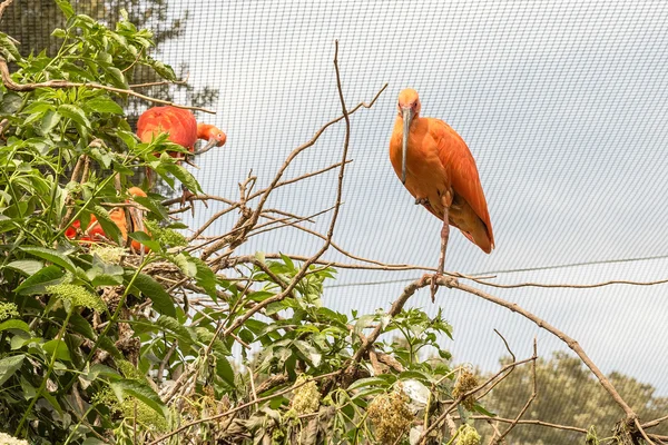 木の上のショウジョウトキ鳥 — ストック写真