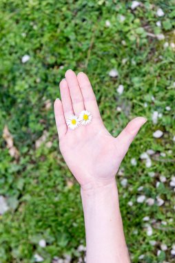 Bir kadın eli çimlerin üzerinde parmakları arasında iki papatya tutuyor.