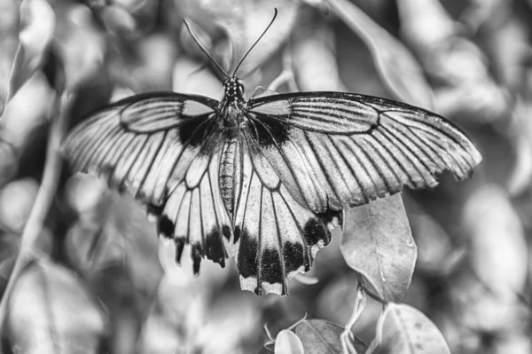 Papilio Lowi Alias Großer Gelber Mormon Oder Asiatischer Schwalbenschwanz Ist — Stockfoto