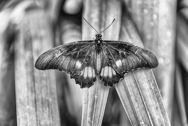 Papilio Anchisiades Auch Bekannt Als Rubingefleckter Schwalbenschwanz Oder Rot Gefleckter — Stockfoto